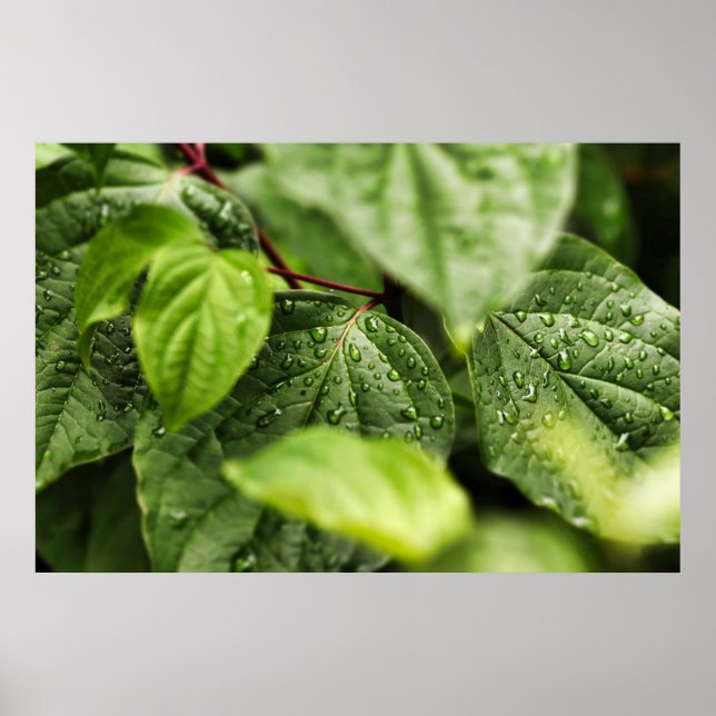 Löv Poster (Framsidan)