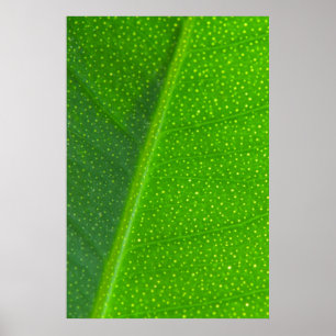 Löv Poster