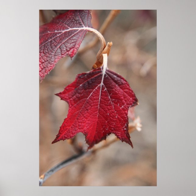 Löv Poster (Framsidan)