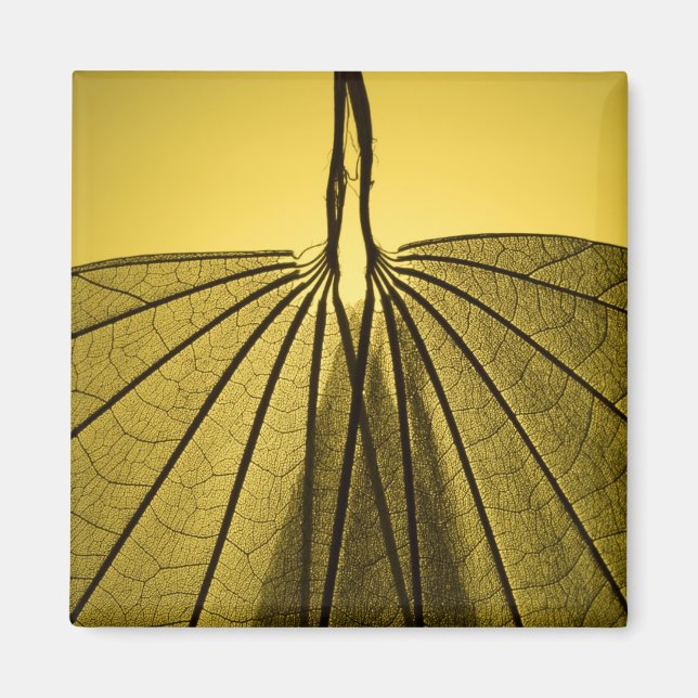 Löv Skeleton Magnet (Framsidan)