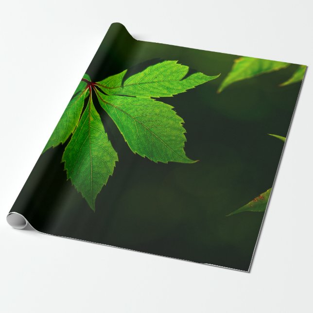 Löv vein mönster struktur presentpapper (Utrullad)