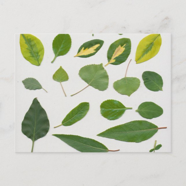 Löv vykort (Framsida)
