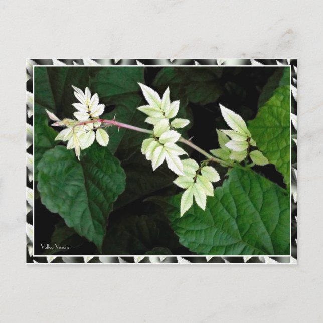 Löv Vykort (Framsida)