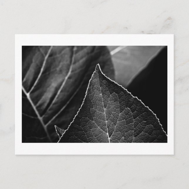 löv vykort (Framsida)