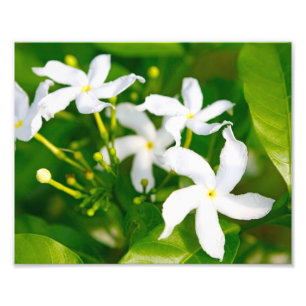 Lova Pinjul Jasmine Fototryck