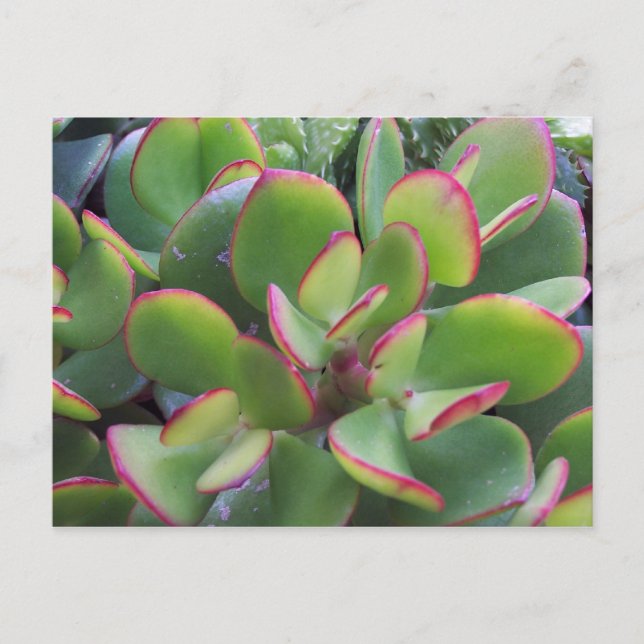 Lova trädgårdar från Oxnard vid Beach.. Vykort (Framsida)