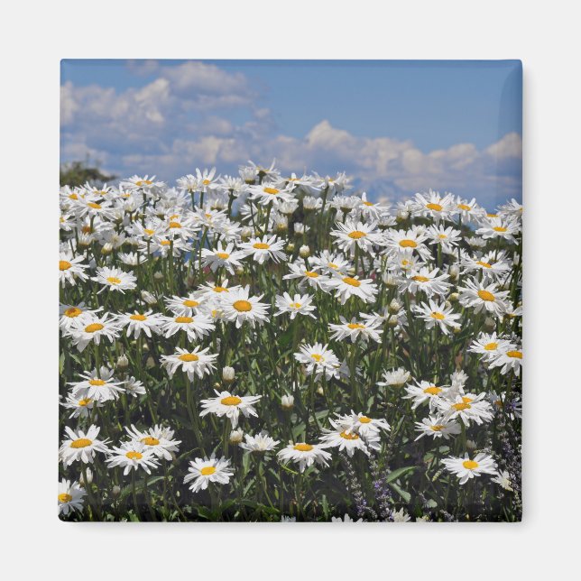 Lova vita daisy magnet (Framsidan)