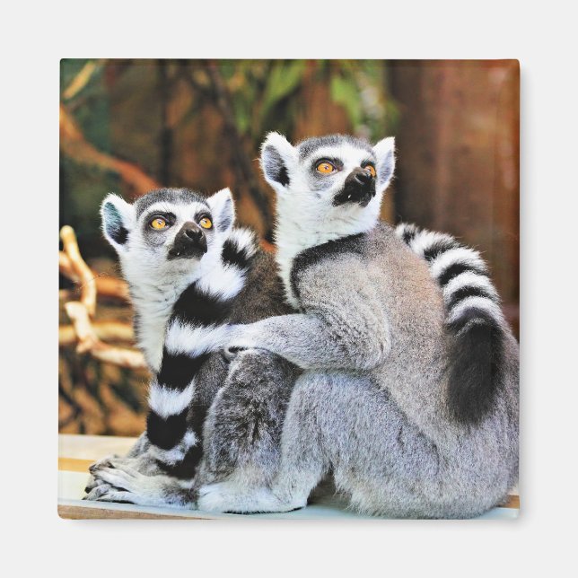 Lovable Lemurs Magnet (Framsidan)