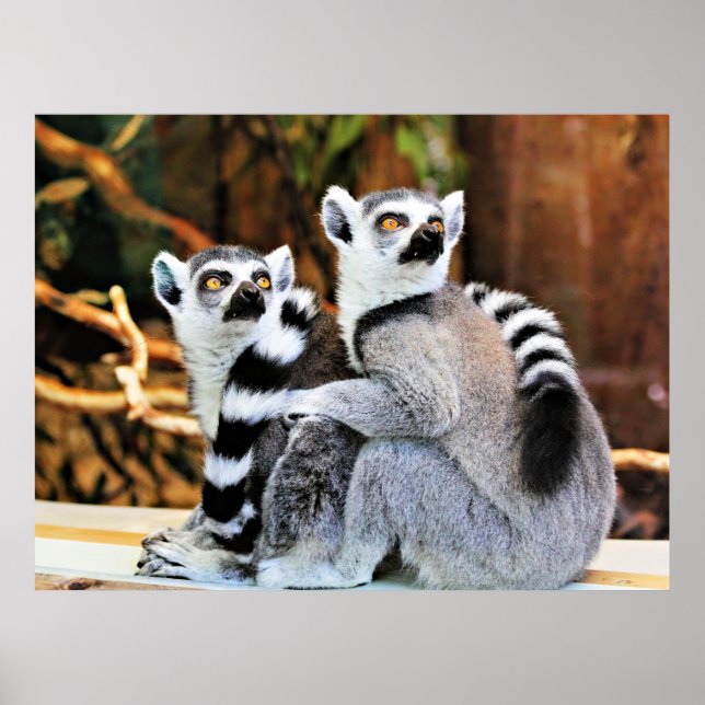 Lovable Lemurs Poster (Framsidan)