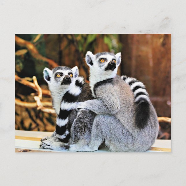 Lovable Lemurs Vykort (Framsida)