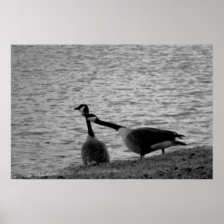 Love birds B&W Poster medel