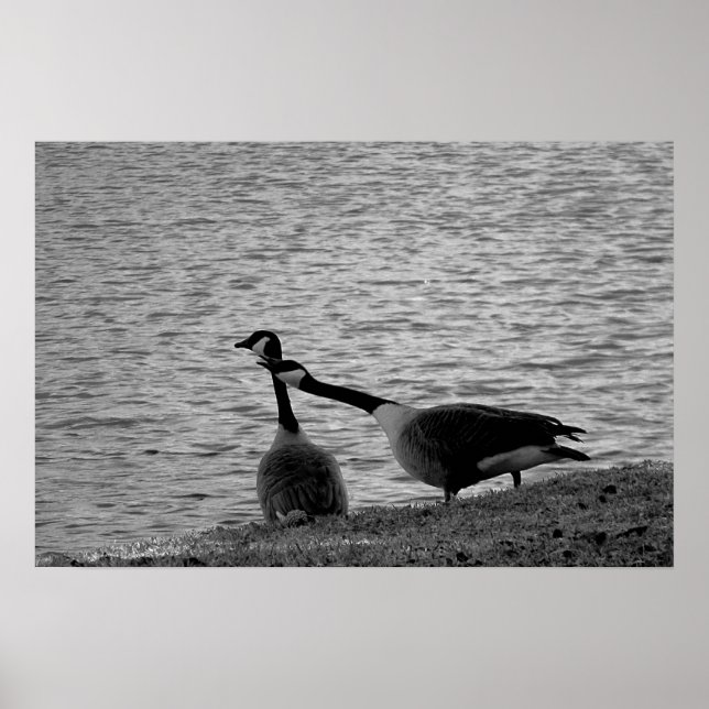 Love birds B&W Poster medel (Framsidan)