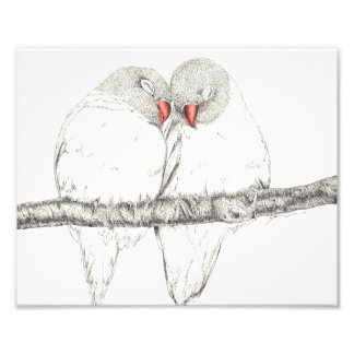 Love birds fototryck