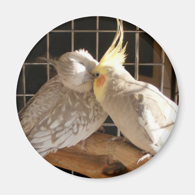 Love birds Magnet (Framsidan)