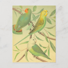 love birds och intressenter vykort