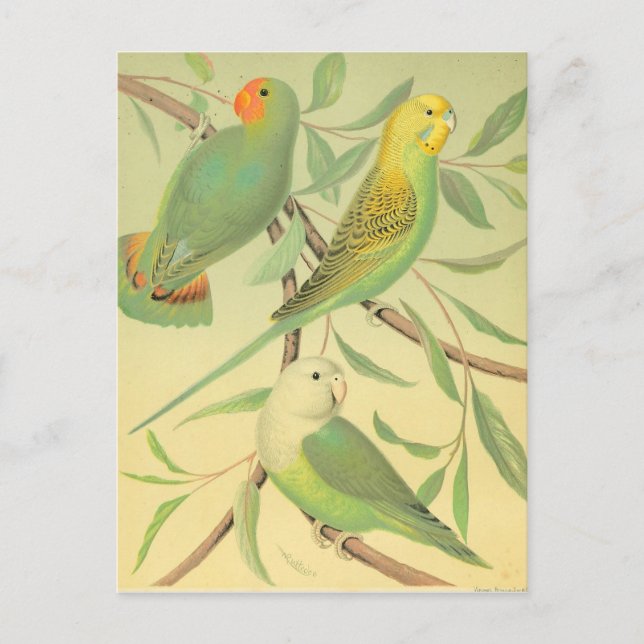 love birds och intressenter vykort (Framsida)