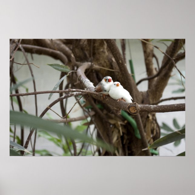 Love birds poster (Framsidan)