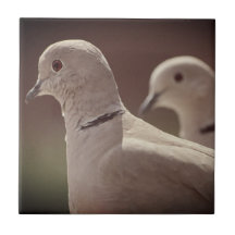 Love birds Tile