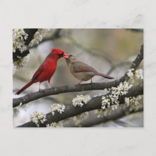 love birds vykort