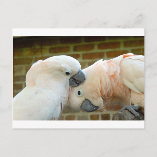 Love birds vykort (Framsida)