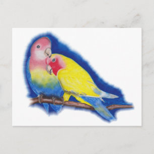 love birds vykort