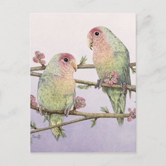 Love birds vykort (Framsida)