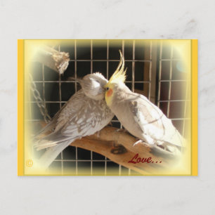 love birds vykort
