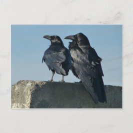 Love birds vykort