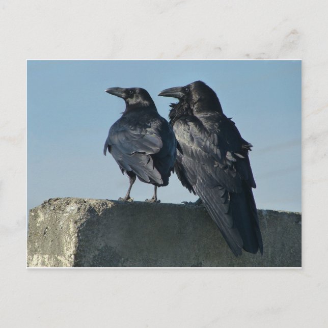 Love birds vykort (Framsida)
