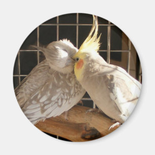 Love birdsmagnet magnet