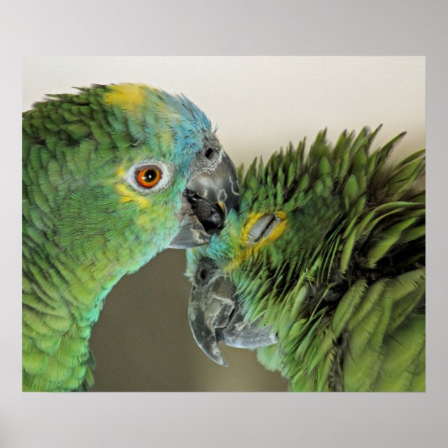 Love forever - cute parrots poster (Framsidan)