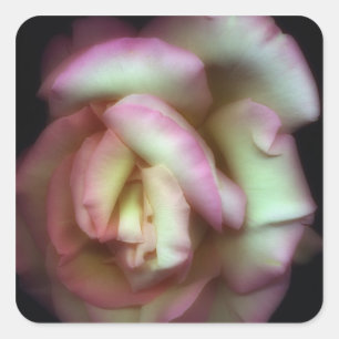 <Love is a Rose>från Nathan Griffith Fyrkantigt Klistermärke