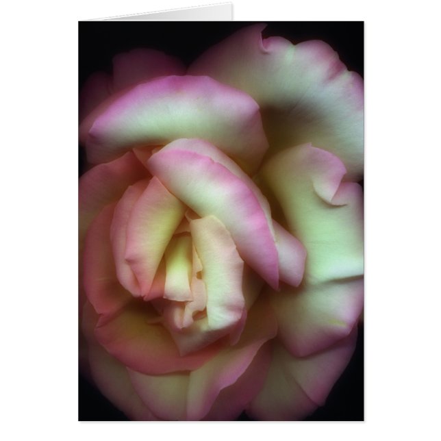 <Love is a Rose>från Nathan Griffith Hälsningskort (Framsidan)