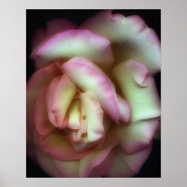 <Love is a Rose>från Nathan Griffith Poster (Framsidan)