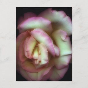 <Love is a Rose>från Nathan Griffith Vykort