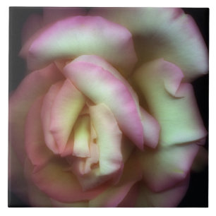 <Love is a Rose> vid Nathan Griffith Kakelplatta