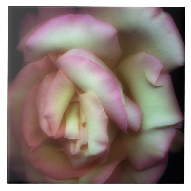 <Love is a Rose> vid Nathan Griffith Kakelplatta (Framsidan)