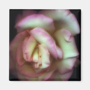 <Love is a Rose> vid Nathan Griffith Magnet
