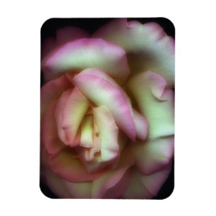 <Love is a Rose> vid Nathan Griffith Magnet