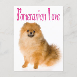 Love Pomeranian Puppy Dog Blank Post Card Vykort