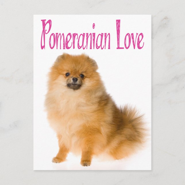 Love Pomeranian Puppy Dog Blank Post Card Vykort (Framsida)
