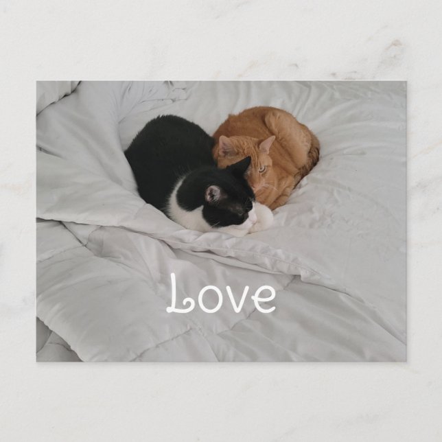 Love with Cat Heart Postcard Helg Vykort (Framsida)