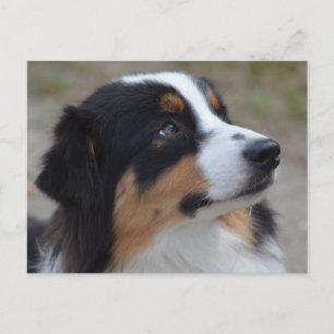 Loveable Australian shepherd Vykort