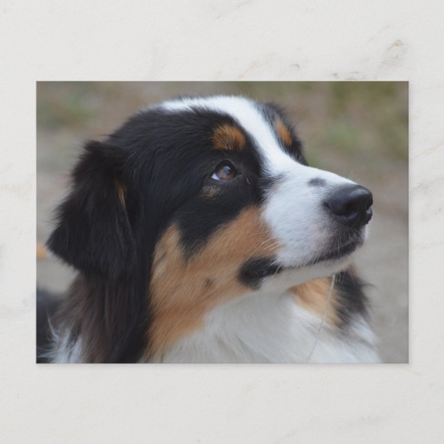Loveable Australian shepherd Vykort (Framsida)