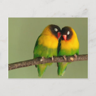 Lovebird-paret Vykort