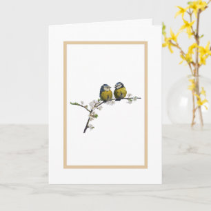 Lovebird sitta på körsbärsblommarna gren kort