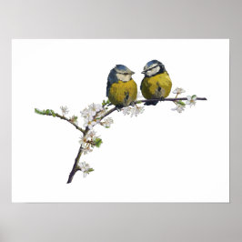 Lovebird sitta på körsbärsvit blommar gren poster