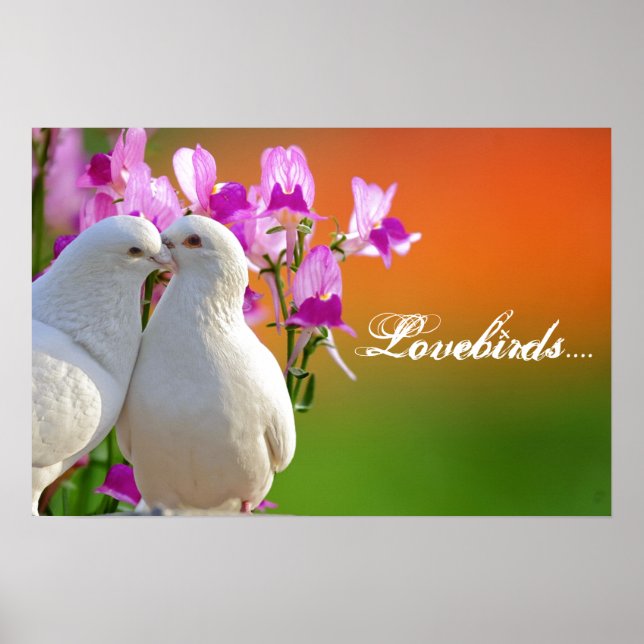 Lovebird, två duvor i kärlek, underbar bakgrund. poster (Framsidan)