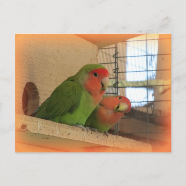 Lovebird-vykort Vykort (Framsida)