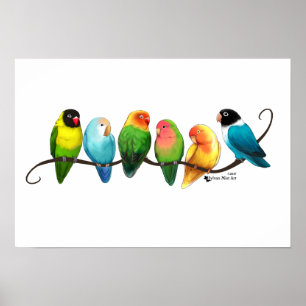 Lovebirdsaffisch Poster